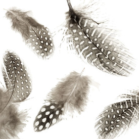 2501-0208 - Feather Fowl Black with White Dots 1-2'' app.7g. 2501-0208,montreal, quebec, canada, beads, wholesale
