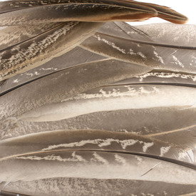 2501-0218 - Feather Pheasant Grey/White 6-9'' 10pcs 2501-0218,montreal, quebec, canada, beads, wholesale
