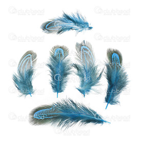 2501-0229-02 - Feather wild chicken Blue Duck 4-7cm 50pcs 2501-0229-02,4-7cm,Feather,wild chicken,Blue Duck,4-7cm,50pcs,montreal, quebec, canada, beads, wholesale